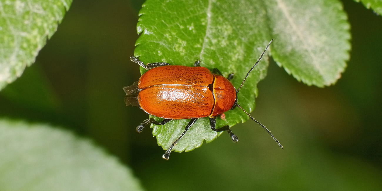 Chrysomelidae, Cryptocephalus coryli? S.